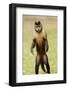 Black Capuchin, (Sapajus Nigritus) Female Standing on Hind Legs, Rio De Janeiro, Brazil-Mark Bowler-Framed Photographic Print