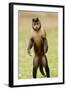 Black Capuchin, (Sapajus Nigritus) Female Standing on Hind Legs, Rio De Janeiro, Brazil-Mark Bowler-Framed Photographic Print