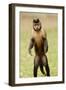 Black Capuchin, (Sapajus Nigritus) Female Standing on Hind Legs, Rio De Janeiro, Brazil-Mark Bowler-Framed Photographic Print