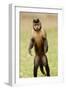 Black Capuchin, (Sapajus Nigritus) Female Standing on Hind Legs, Rio De Janeiro, Brazil-Mark Bowler-Framed Photographic Print