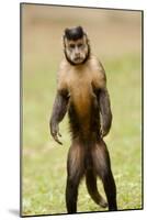 Black Capuchin, (Sapajus Nigritus) Female Standing on Hind Legs, Rio De Janeiro, Brazil-Mark Bowler-Mounted Photographic Print
