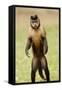 Black Capuchin, (Sapajus Nigritus) Female Standing on Hind Legs, Rio De Janeiro, Brazil-Mark Bowler-Framed Stretched Canvas