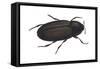 Black Carpet Beetle (Attagenus Unicolor), Insects-Encyclopaedia Britannica-Framed Stretched Canvas