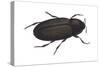 Black Carpet Beetle (Attagenus Unicolor), Insects-Encyclopaedia Britannica-Stretched Canvas
