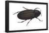 Black Carpet Beetle (Attagenus Unicolor), Insects-Encyclopaedia Britannica-Framed Poster
