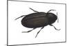 Black Carpet Beetle (Attagenus Unicolor), Insects-Encyclopaedia Britannica-Mounted Poster