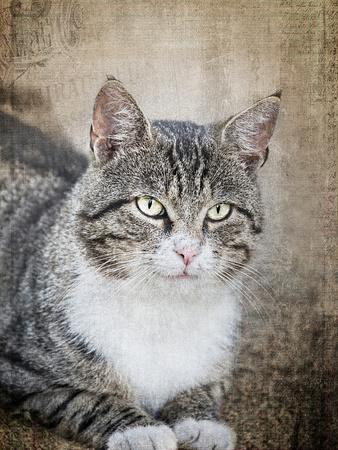 'Black Cat 2' Giclee Print - Lebens Art | AllPosters.com