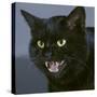 Black Cat Close-Up of Face, Snarling-null-Stretched Canvas