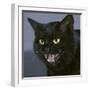 Black Cat Close-Up of Face, Snarling-null-Framed Photographic Print