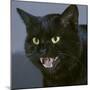 Black Cat Close-Up of Face, Snarling-null-Mounted Photographic Print