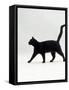 Black Cat (Felis Catus) Walking Profile-Jane Burton-Framed Stretched Canvas