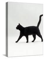 Black Cat (Felis Catus) Walking Profile-Jane Burton-Stretched Canvas