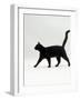 Black Cat (Felis Catus) Walking Profile-Jane Burton-Framed Photographic Print