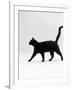 Black Cat (Felis Catus) Walking Profile-Jane Burton-Framed Photographic Print