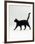 Black Cat (Felis Catus) Walking Profile-Jane Burton-Framed Photographic Print