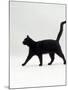 Black Cat (Felis Catus) Walking Profile-Jane Burton-Mounted Photographic Print