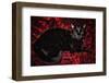 Black Cat in Regal Repose  2020  (photograph)-Ant Smith-Framed Photographic Print