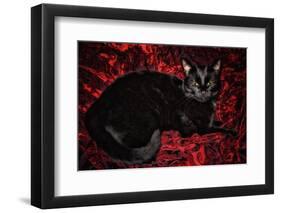 Black Cat in Regal Repose  2020  (photograph)-Ant Smith-Framed Photographic Print