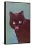 Black Cat Licking Chops-null-Framed Stretched Canvas