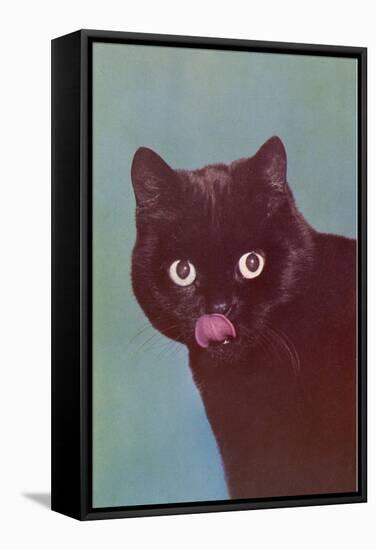 Black Cat Licking Chops-null-Framed Stretched Canvas