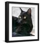 Black Cat Portrait-Robert Mcclintock-Framed Art Print