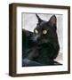 Black Cat Portrait-Robert Mcclintock-Framed Art Print