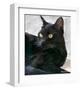 Black Cat Portrait-Robert Mcclintock-Framed Art Print