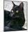 Black Cat Portrait-Robert Mcclintock-Mounted Art Print