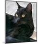 Black Cat Portrait-Robert Mcclintock-Mounted Art Print