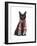 Black Cat, Red Scarf-Fab Funky-Framed Art Print