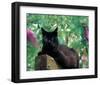 Black Cat Sitting On The Fence-null-Framed Art Print
