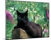 Black Cat Sitting On The Fence-null-Mounted Art Print