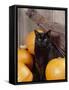 Black Cat with Pumpkins and Broomstick-null-Framed Stretched Canvas