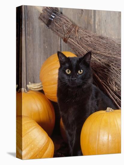 Black Cat with Pumpkins and Broomstick-null-Stretched Canvas