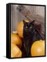 Black Cat with Pumpkins and Broomstick-null-Framed Stretched Canvas