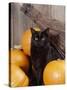 Black Cat with Pumpkins and Broomstick-null-Stretched Canvas