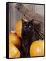 Black Cat with Pumpkins and Broomstick-null-Framed Stretched Canvas