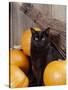 Black Cat with Pumpkins and Broomstick-null-Stretched Canvas