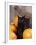 Black Cat with Pumpkins and Broomstick-null-Framed Photographic Print