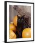 Black Cat with Pumpkins and Broomstick-null-Framed Photographic Print