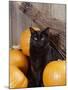 Black Cat with Pumpkins and Broomstick-null-Mounted Photographic Print