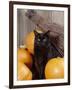 Black Cat with Pumpkins and Broomstick-null-Framed Photographic Print