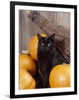 Black Cat with Pumpkins and Broomstick-null-Framed Photographic Print