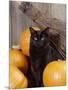 Black Cat with Pumpkins and Broomstick-null-Mounted Photographic Print