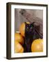 Black Cat with Pumpkins and Broomstick-null-Framed Photographic Print