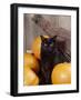 Black Cat with Pumpkins and Broomstick-null-Framed Photographic Print