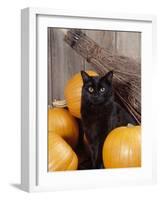 Black Cat with Pumpkins and Broomstick-null-Framed Photographic Print