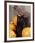 Black Cat with Pumpkins and Broomstick-null-Framed Photographic Print