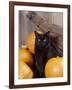 Black Cat with Pumpkins and Broomstick-null-Framed Photographic Print