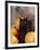 Black Cat with Pumpkins and Broomstick-null-Framed Photographic Print